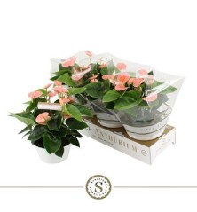 ANTHURIUM ANDR.CHAMPION ROSA  ALTO 25/30 Y M17CM