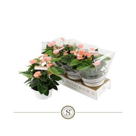 ANTHURIUM ANDR.CHAMPION ROSA  ALTO 25/30 Y M17CM