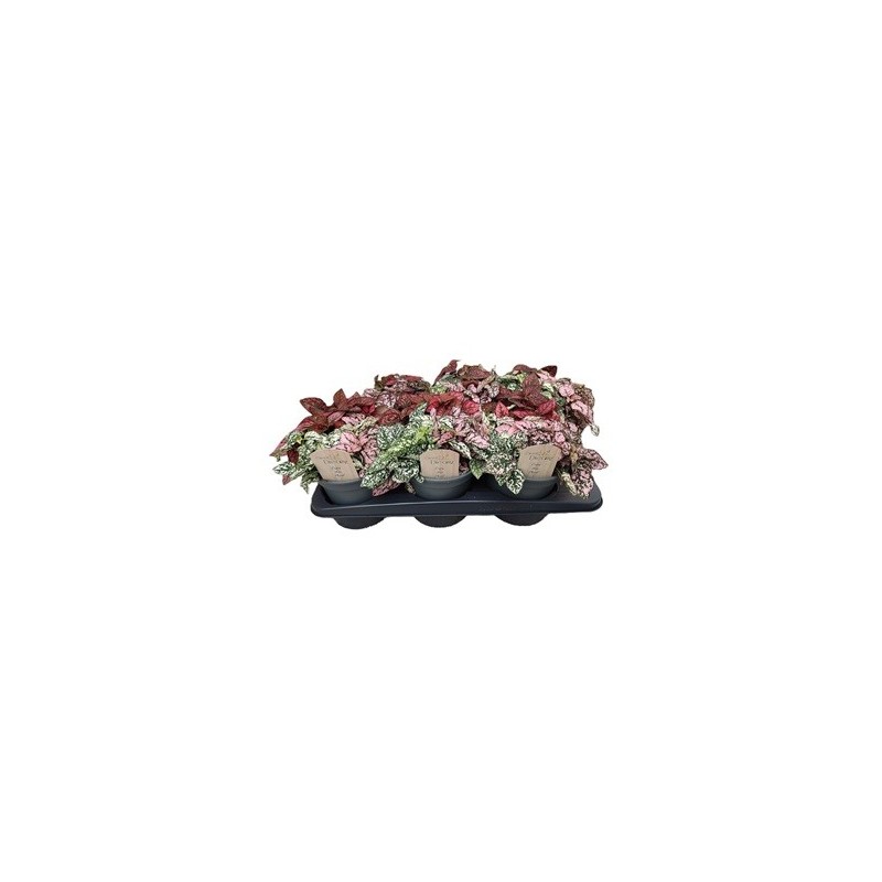 HYPOESTES CARNAVAL MIX MACETA 17CM HYPOESTES CARNAVAL MIX MACETA 17CM