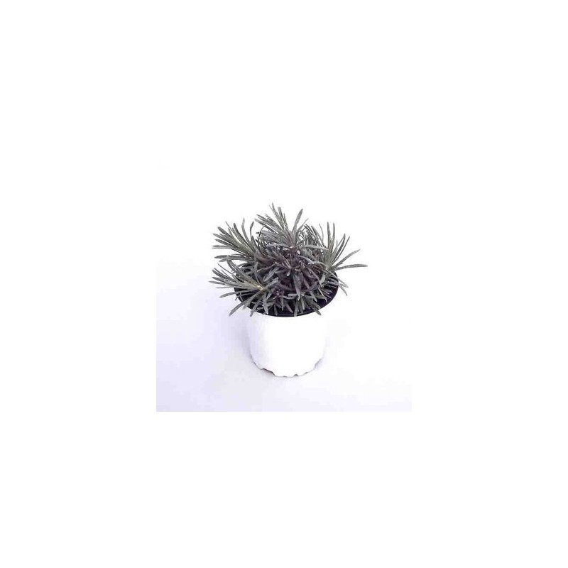 CURRY (HELICHRYSUM) MACETA 10,5CM