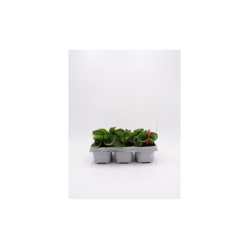 BEGONIA PACK DE 6 UDS VARIOS COLORES