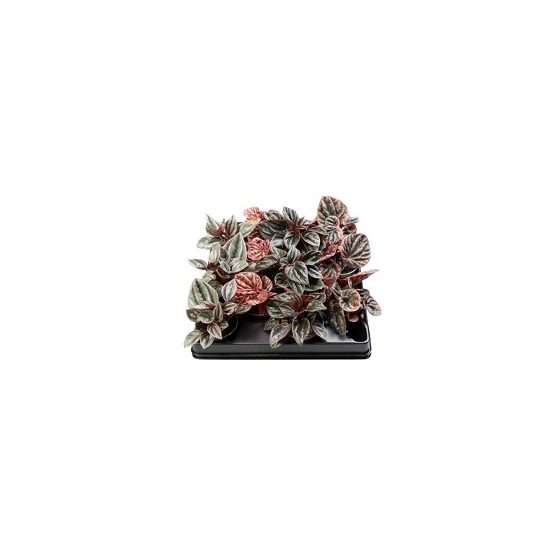PEPEROMIA CAPERATA MIX MACETA 6CM