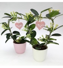 STEPHANOTIS FLOR + MACETA CERAMICA 12CM