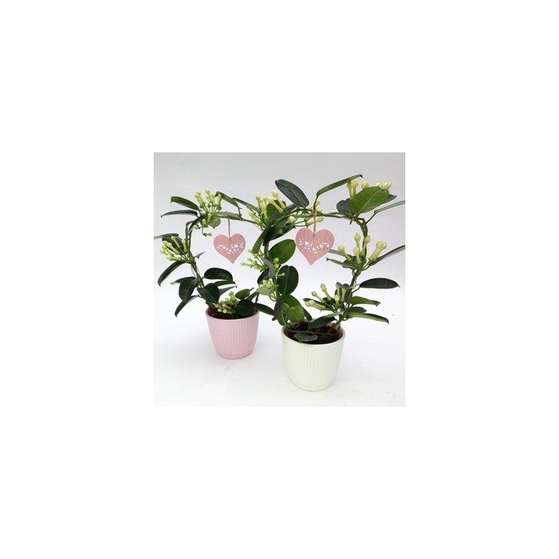 STEPHANOTIS FLOR + MACETA CERAMICA 12CM STEPHANOTIS FLOR + MACETA CERAMICA 12CM
