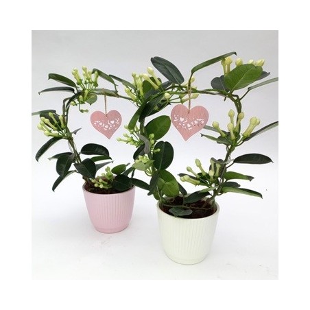 STEPHANOTIS FLOR + MACETA CERAMICA 12CM