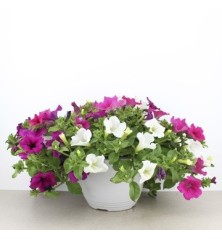 COMPOSICION PETUNIA TARRINA 3,6L