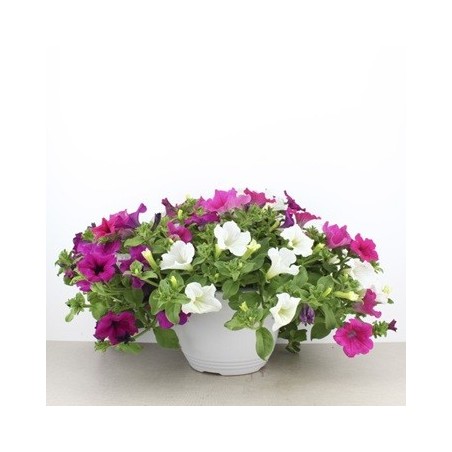 COMPOSICION PETUNIA TARRINA 3,6L