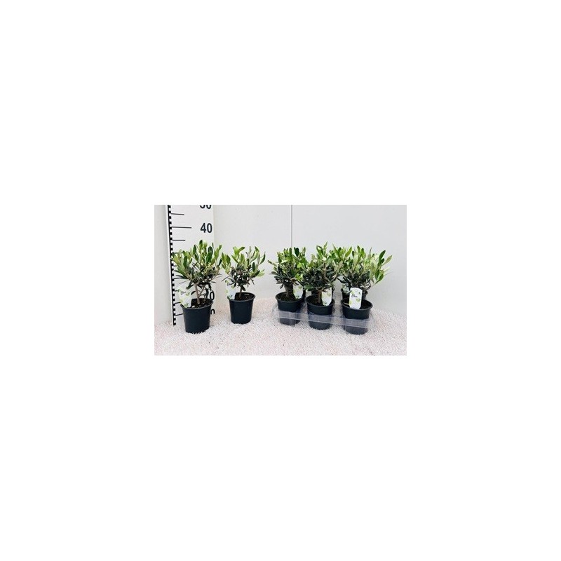 OLIVO PREBONSAI COPA MACETA12CM