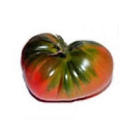 TOMATE RAF PRODUCTO NATURAL MACETA 10,5CM