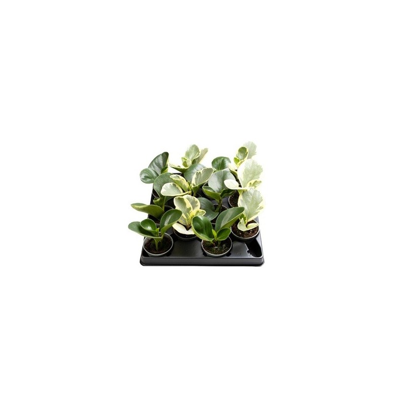 PEPEROMIA OBTUSIFOLIA MINI MIX MACETA 6CM