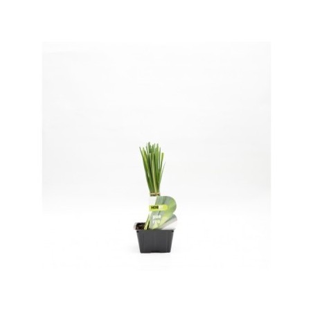 PUERRO PACK PLANTONES