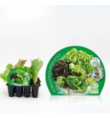 LECHUGAS SALANOVA MIX PRODUCTO NATURAL 12 PLANTONE