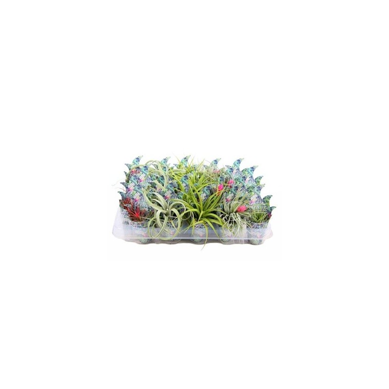 TILLANDSIA + RECIPIENTE