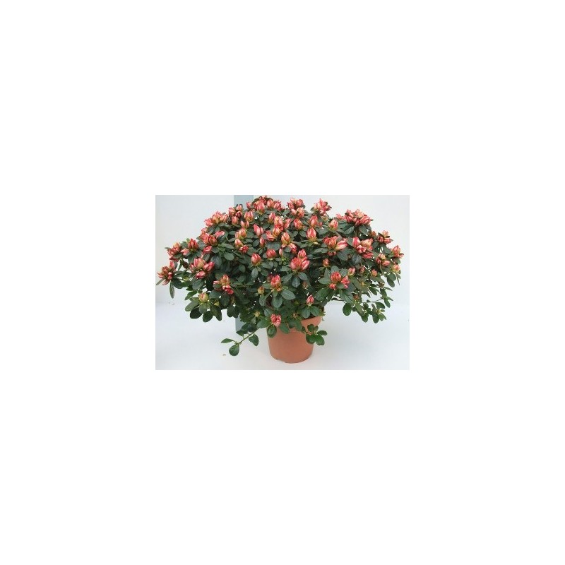 AZALEA JAPONICA ALTO 20/30CM Y MACETA 15CM