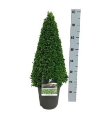 BOJ PIRAMIDAL ALTURA 60/70CM MACETA DE 23CM
