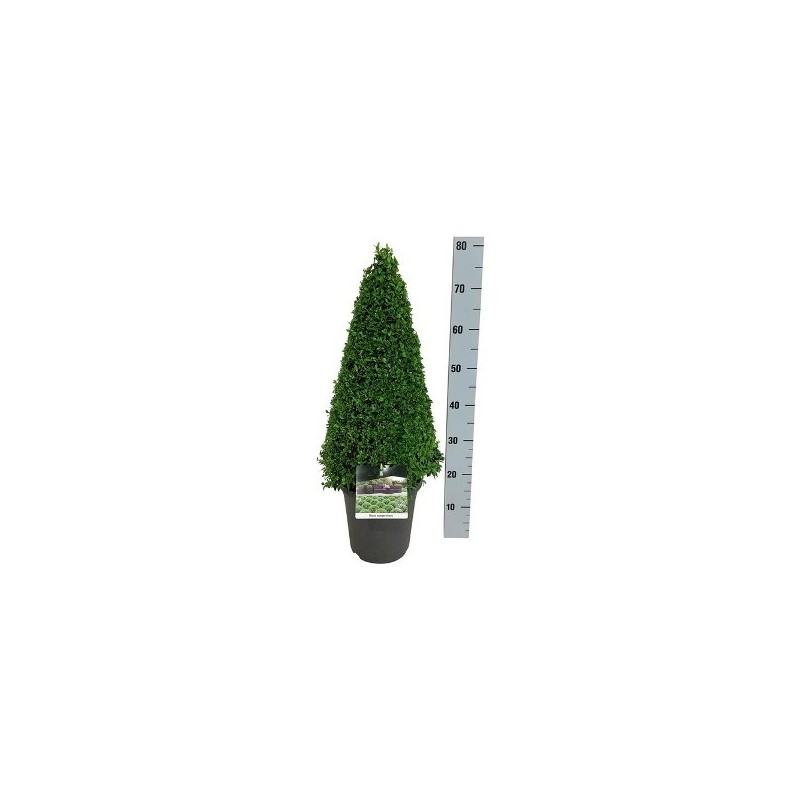 BOJ PIRAMIDAL ALTURA 60/70CM MACETA DE 23CM