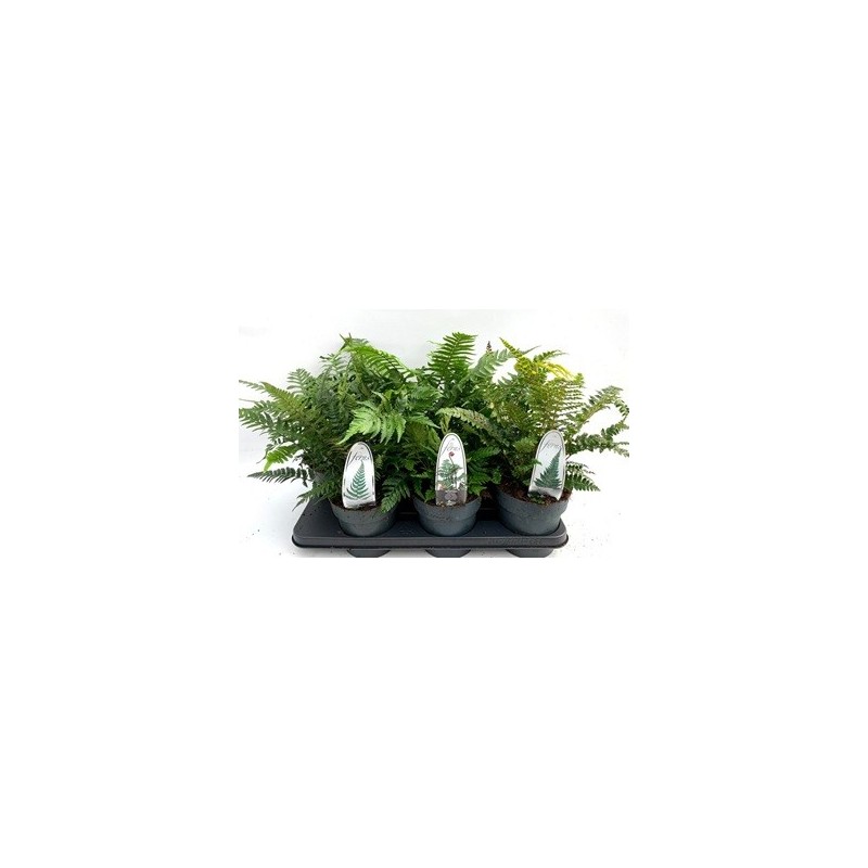 HELECHOS EXTERIOR MIX ALTO 15CM Y MACETA 15CM