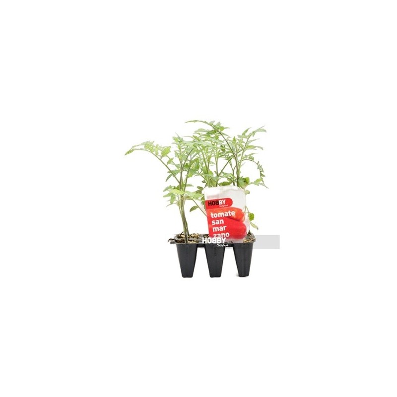 TOMATE SAN MARZANO PACK 6 PLANTONES