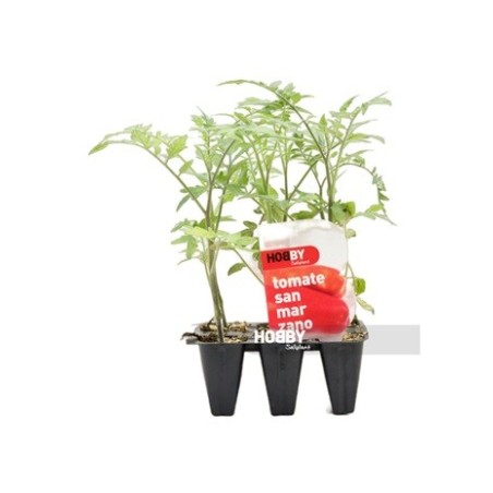 TOMATE SAN MARZANO PACK 6 PLANTONES