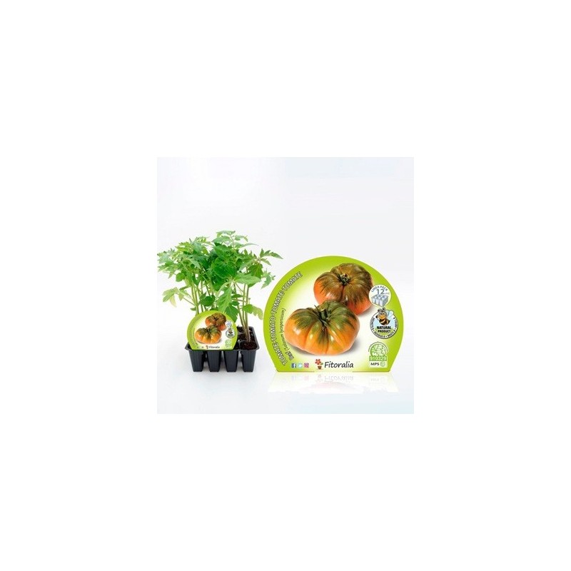 TOMATE RAF PRODUCTO NATURAL BANDEJA12 PLANTONES