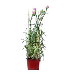 CLAVEL REJILLA MEDITERRANEO MACETA 1,6L