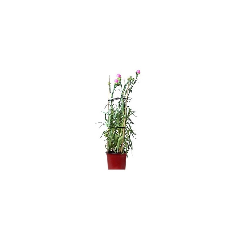 CLAVEL REJILLA MEDITERRANEO MACETA 1,6L