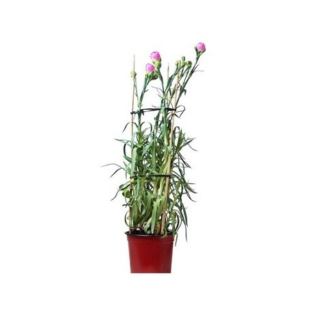 CLAVEL REJILLA MEDITERRANEO MACETA 1,6L