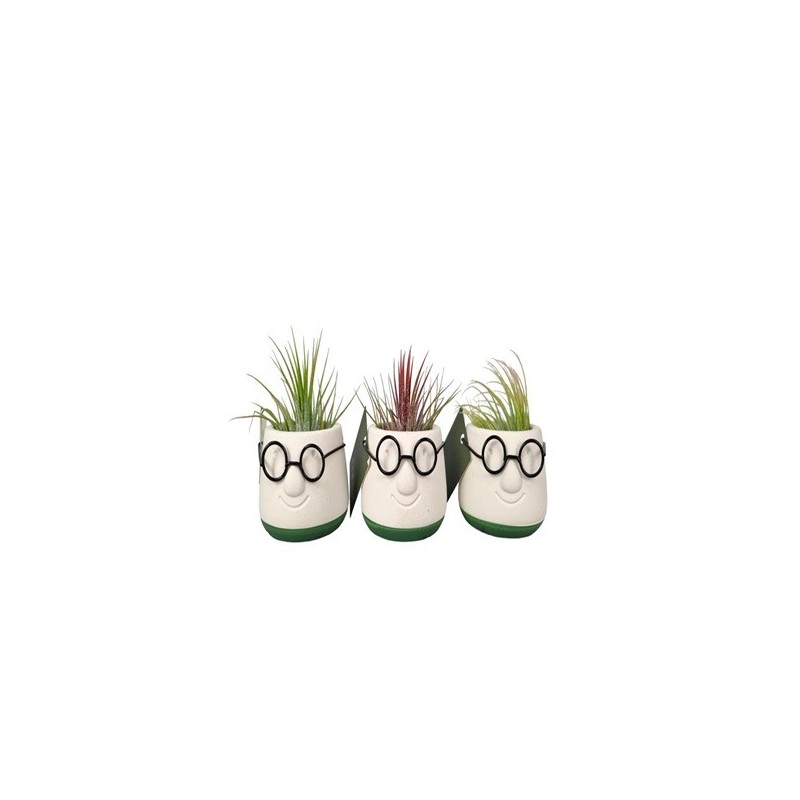 TILLANDSIA EN MACETA DECORATIVA