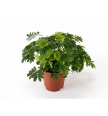 MIMOSA PUDICA MINI MACETA 5,5CM