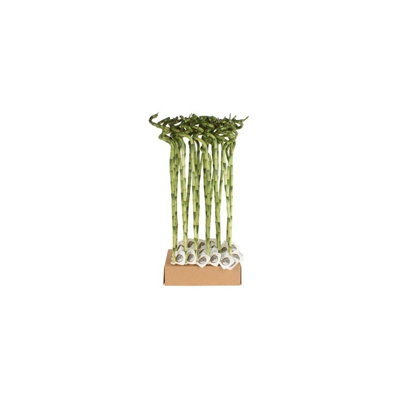 BAMBU SUERTE ESPIRAL 80CM