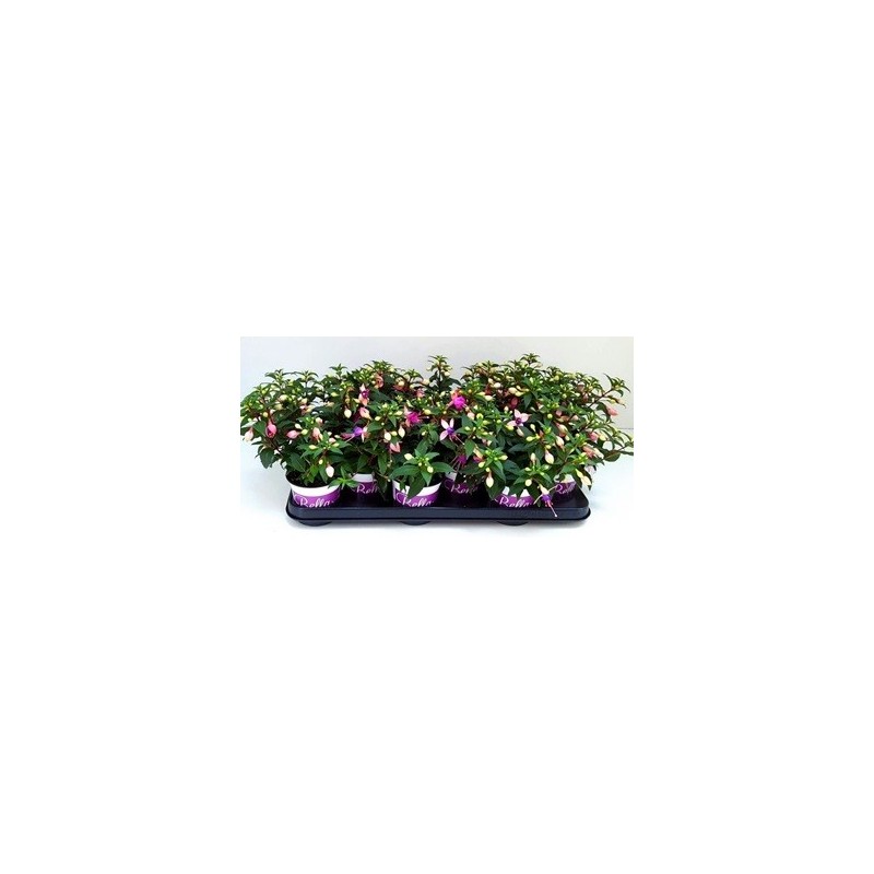 FUCHSIA (PENDIENTES DE LA REINA) MACETA 10,5CM