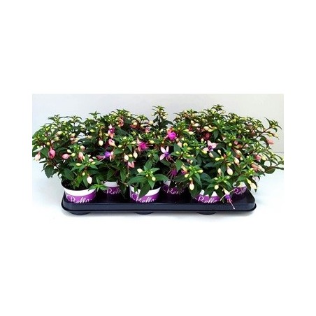 FUCHSIA (PENDIENTES DE LA REINA) MACETA 10,5CM