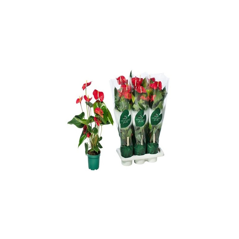ANTHURIUM ROJO 50CM ALTO Y MACETA 17CM