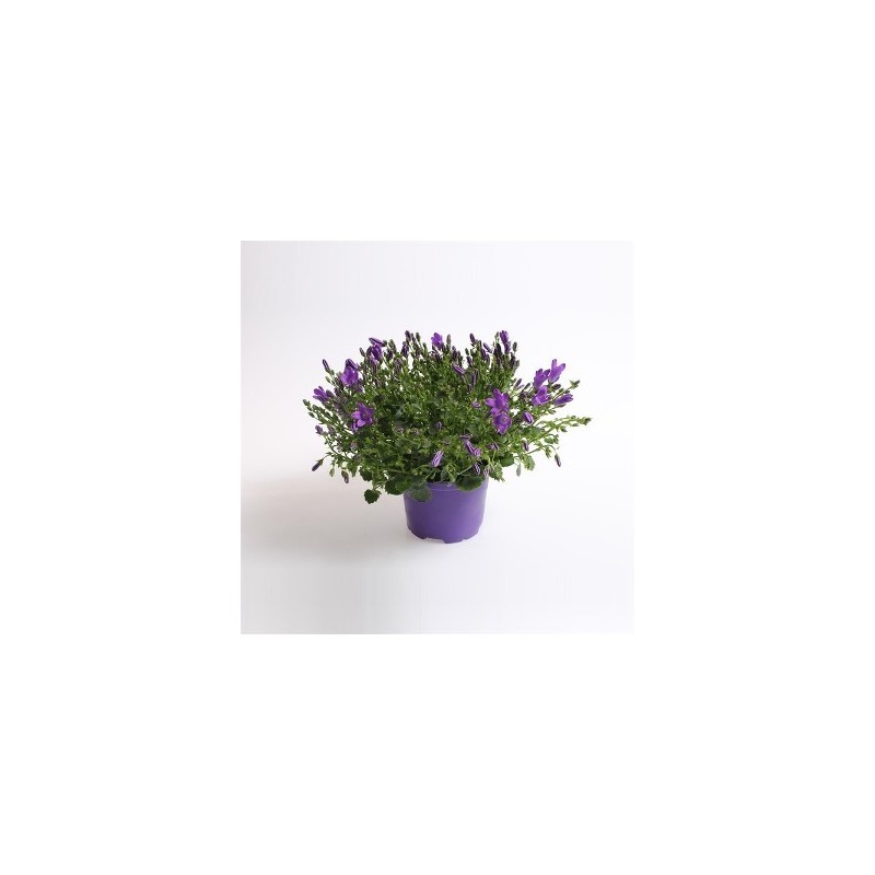 CAMPANULA PORT. PORTO PURPLE/BLUE MACETA 11CM