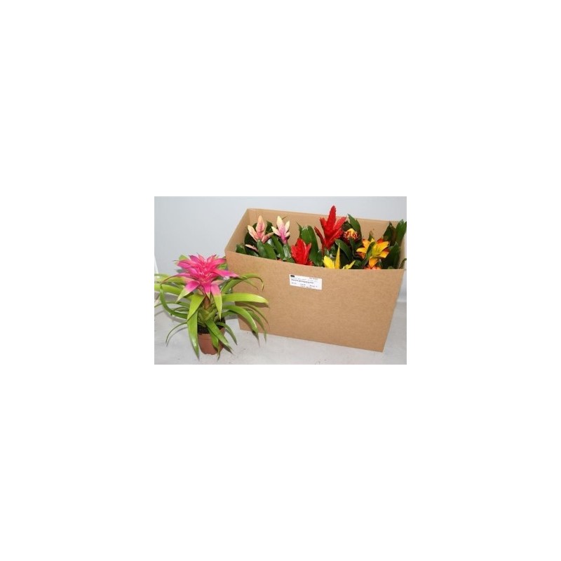 BROMELIA MEZCLA ALTO 20CM Y MACETA 12CM