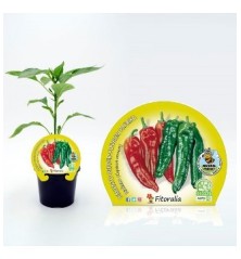 PIMIENTO ITALIANO PRODUCTO NATURAL MACETA 10,5CM