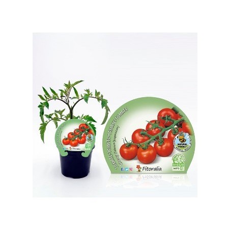 TOMATE CHERRY PRODUCTO NATURAL MACETA 10,5CM
