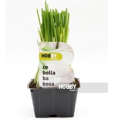 CEBOLLA BABOSA PRODUCTO NATURAL BANDEJA 12 PLANTON