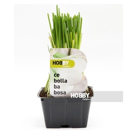 CEBOLLA BABOSA PRODUCTO NATURAL BANDEJA 12 PLANTON