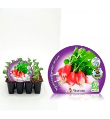 RABANITO ROJO PRODUCTO NATURAL BANDEJA 12 PLANTONE