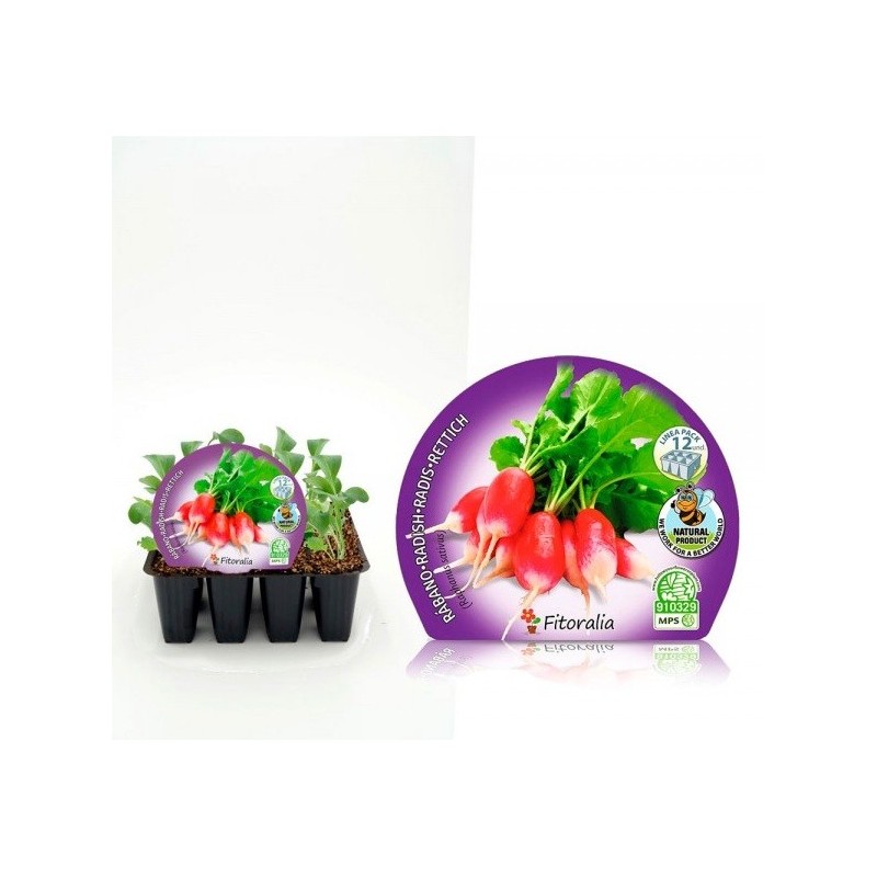 RABANITO ROJO PRODUCTO NATURAL BANDEJA 12 PLANTONE
