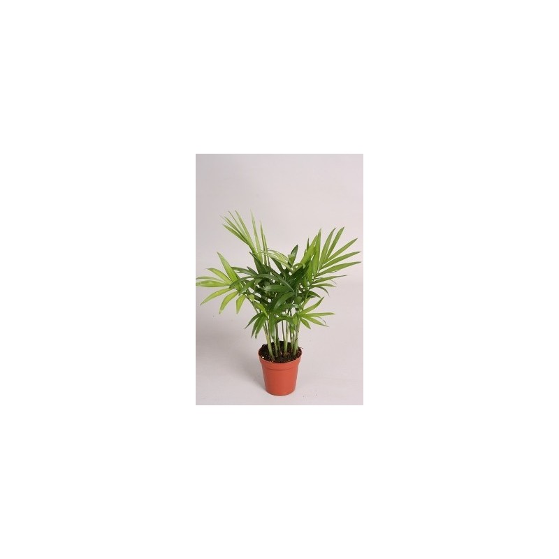 CHAMAEDOREA ELEGANS 45CM ALTO Y MACETA 12CM