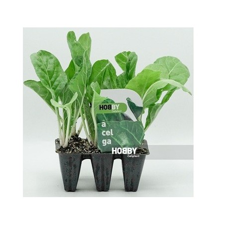 ACELGA PACK 6 PLANTONES