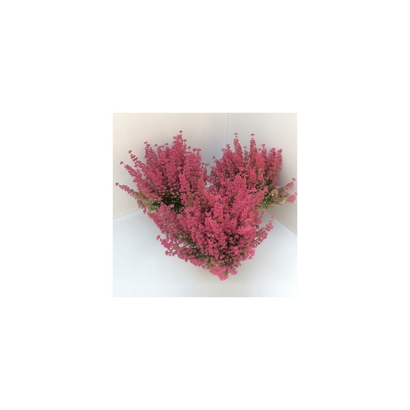 ERICA GRACILIS ROJA  ALTO 15CM Y MACETA 12CM