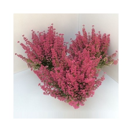 ERICA GRACILIS ROJA  ALTO 15CM Y MACETA 12CM