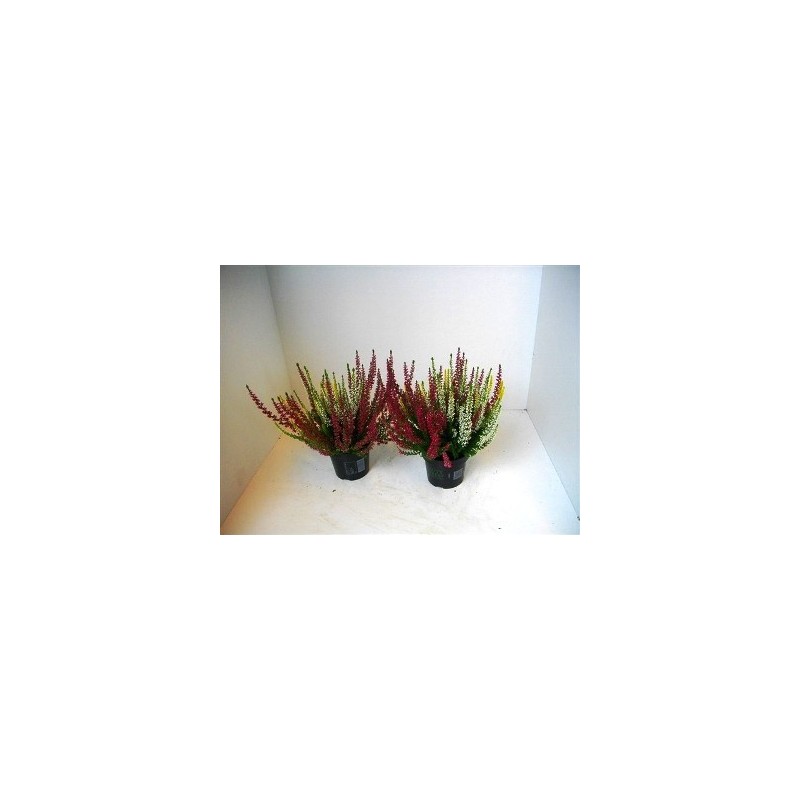 CALLUNA GARDEN GIRLS BICOLOR ALTO 20CM Y MACETA 13