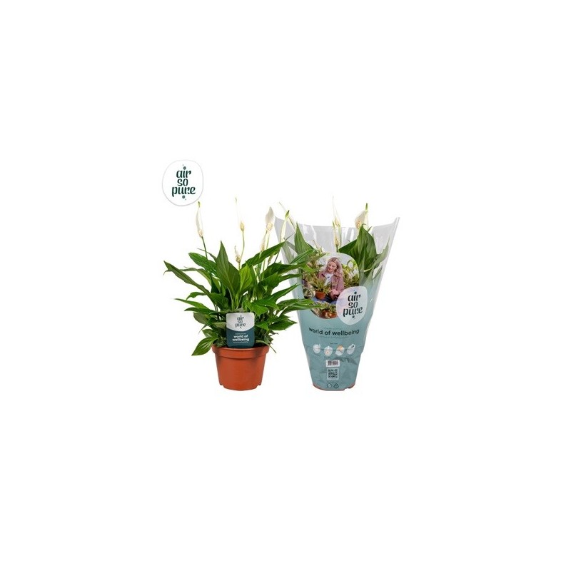 SPATIPHYLLUM CUPIDO MACETA 15CM
