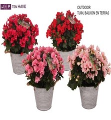 BEGONIA ELATIOR BETULIA MIX MACETA 19CM