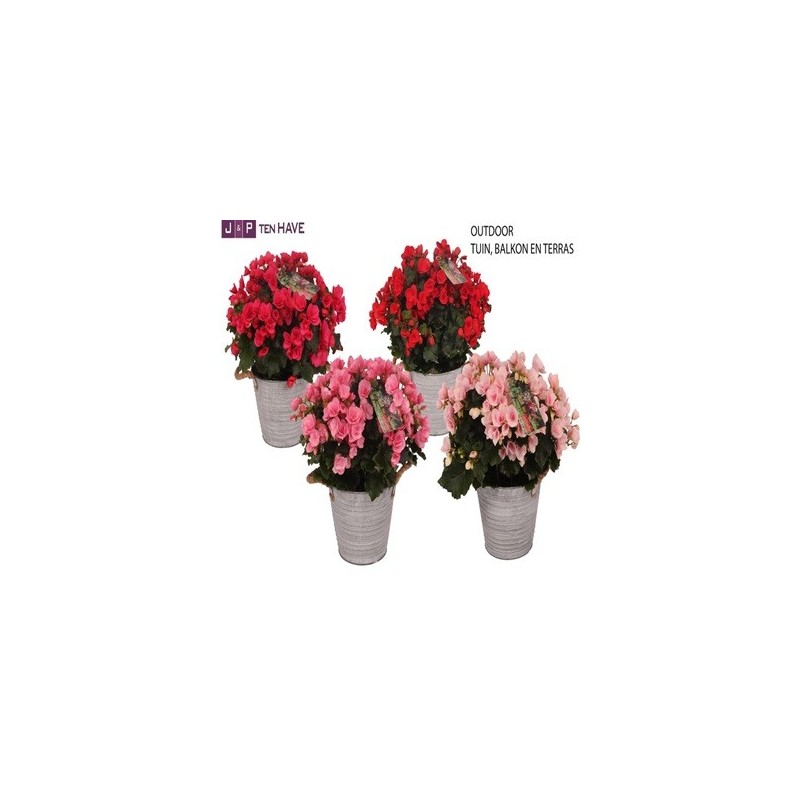 BEGONIA ELATIOR BETULIA MIX MACETA 19CM