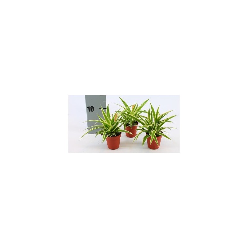 CINTAS BAMBINO MACETA 5,5CM